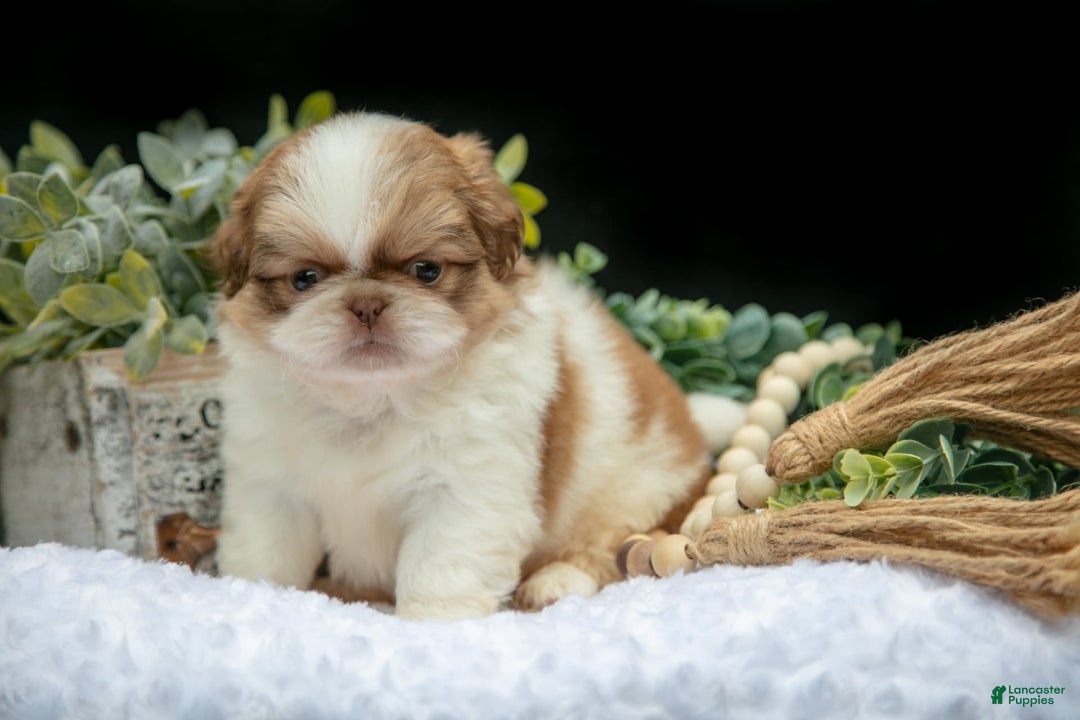 Shih Tzu dogs for sale: Teddy - Image 3
