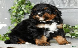 Mini Bernedoodle dogs for sale: Tate - Image 8
