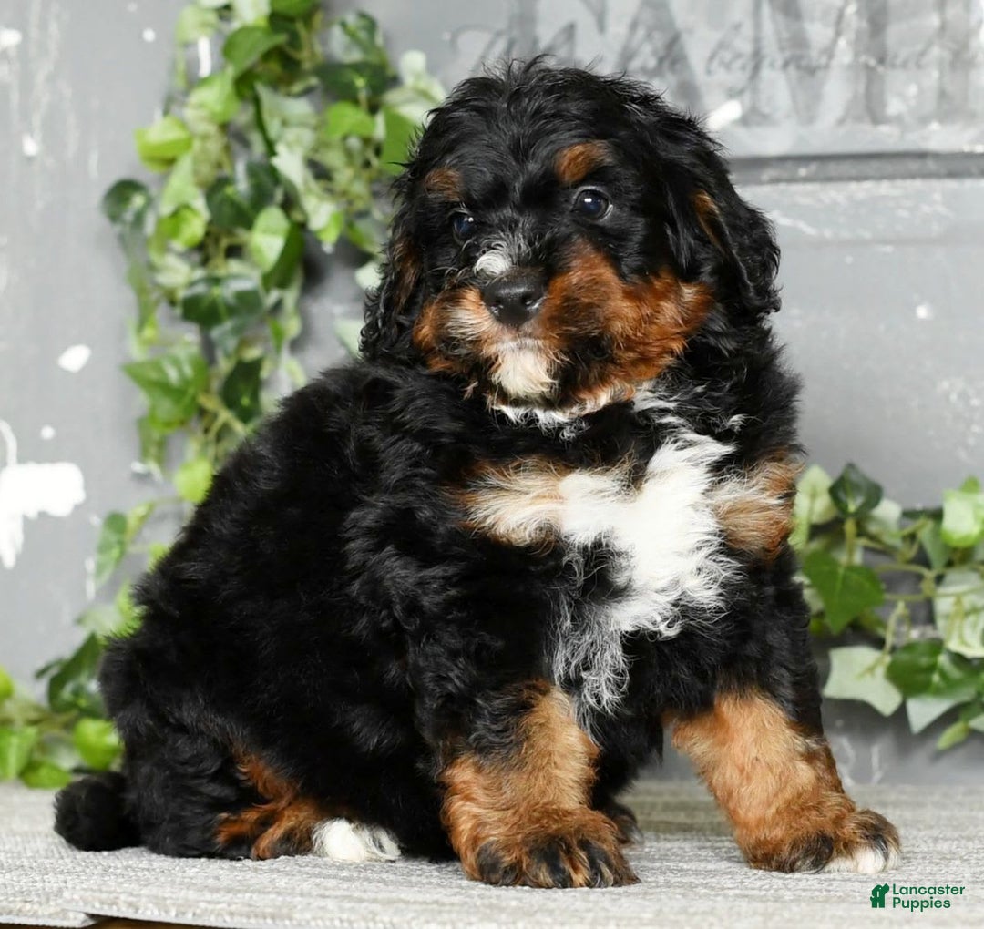 Mini Bernedoodle dogs for sale: Tate - Image 8