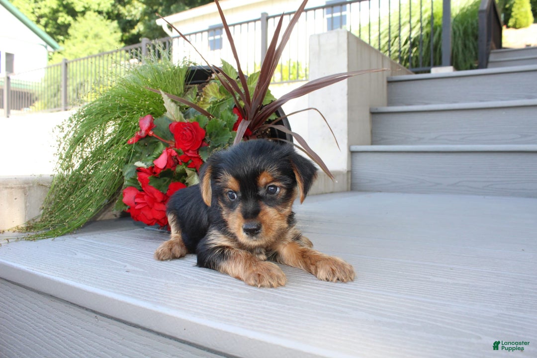 Yorkshire Terrier dogs for sale: Tucker - Image 7