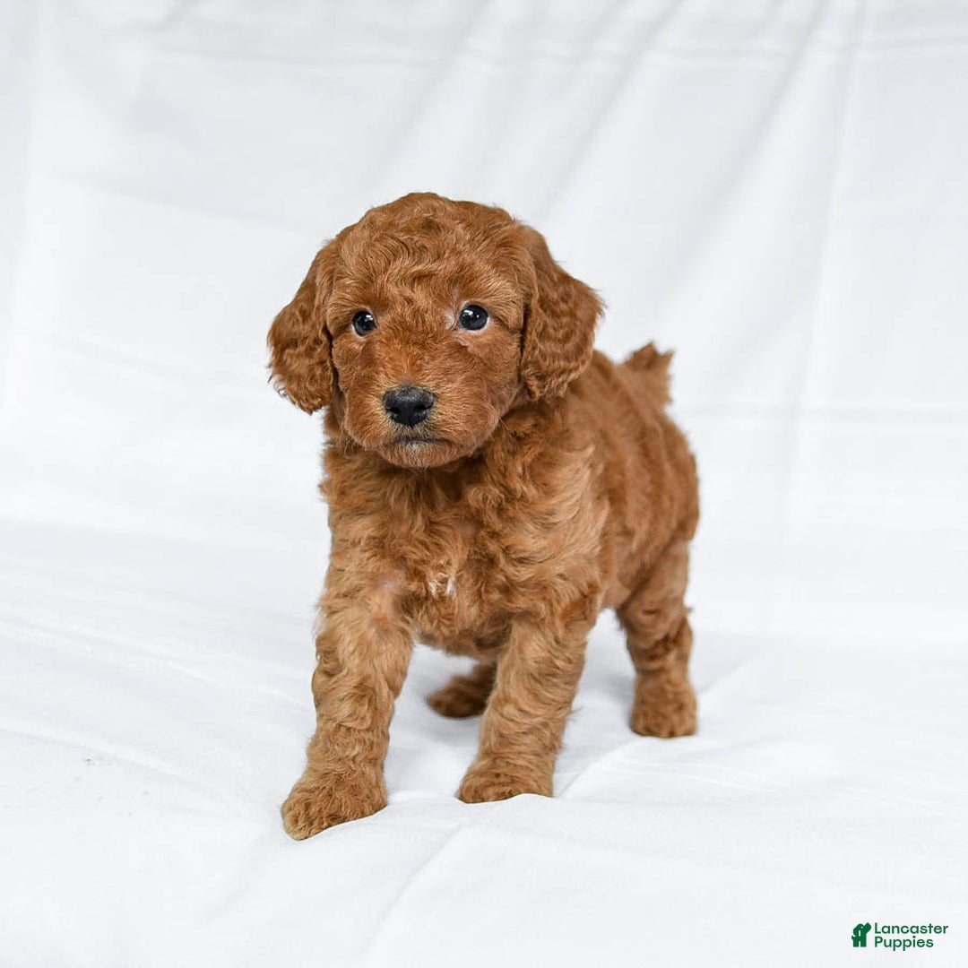 Miniature Poodle dogs for sale: Lonnie - Image 3