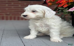 Mini Bernedoodle dogs for sale: Star - Image 7