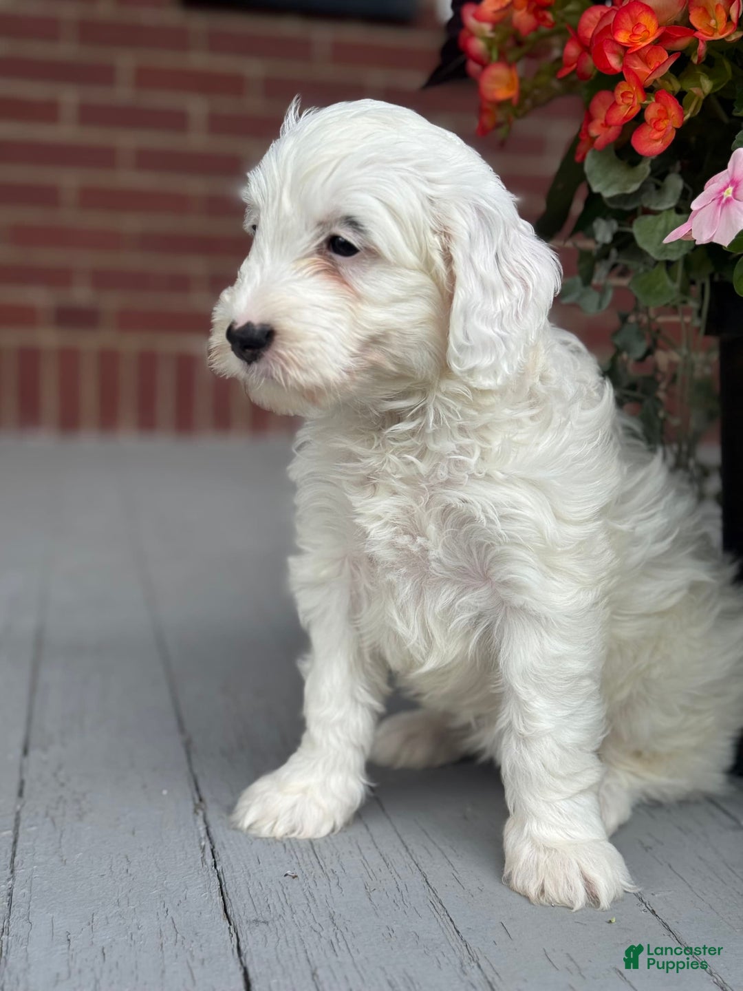 Mini Bernedoodle dogs for sale: Star - Image 7