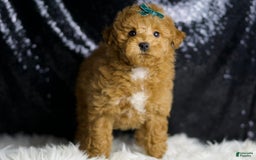Maltipoo dogs for sale: Fredrick - Image 5