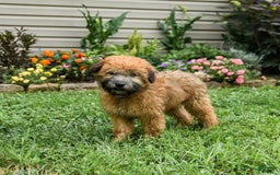 Soft Coated Wheaten Terrier dogs for sale: Ruby - Image 5