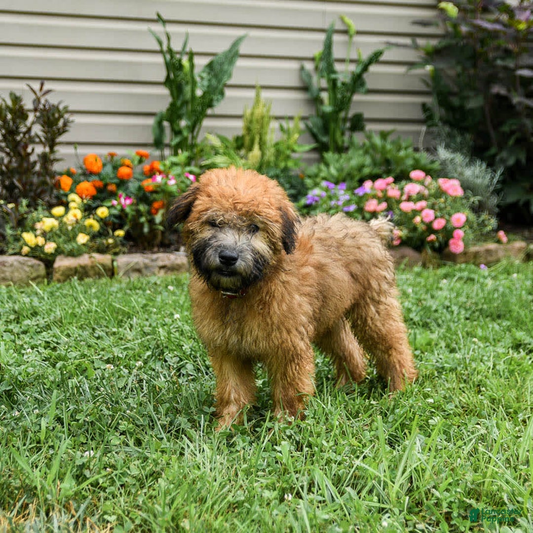 Soft Coated Wheaten Terrier dogs for sale: Ruby - Image 5