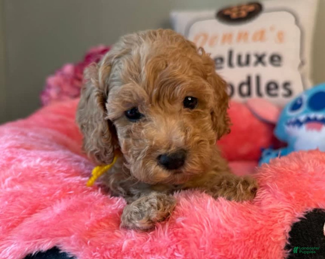 Mini Goldendoodle dogs for sale: Jumba Orange Collar Male - Image 1