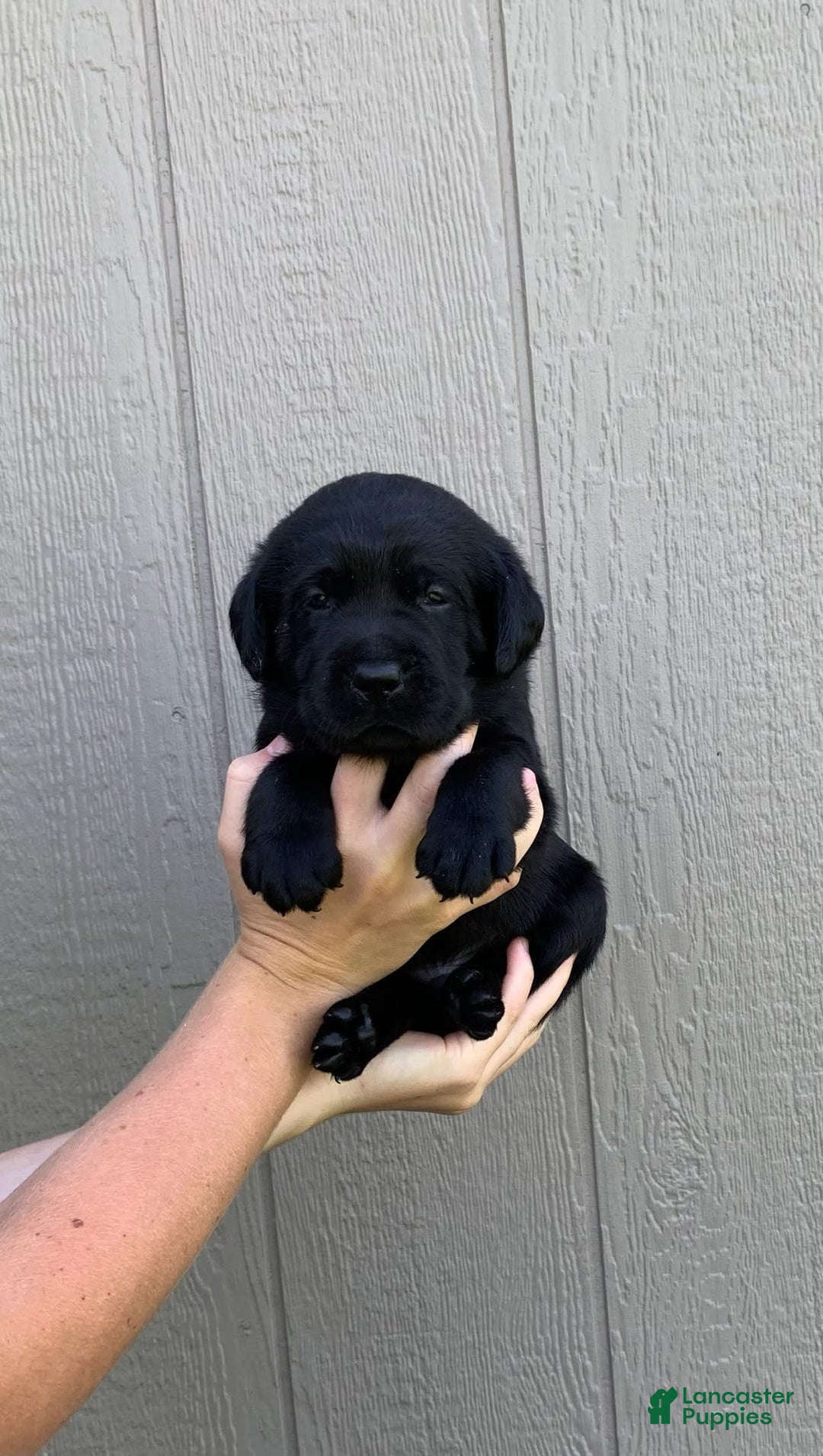 Labrador Retriever dogs for sale: Wyatt - Image 8