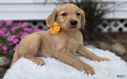 Golden Retriever dogs for sale: Sally - Image 1