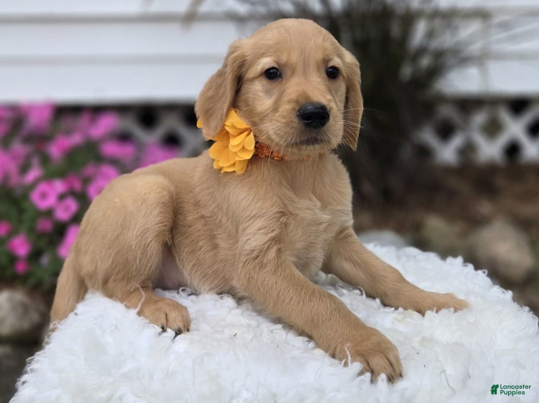 Golden Retriever dogs for sale: Sally - Image 1