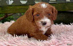 Cavapoo dogs for sale: Barbie - Image 11