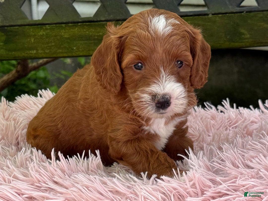 Cavapoo dogs for sale: Barbie - Image 11