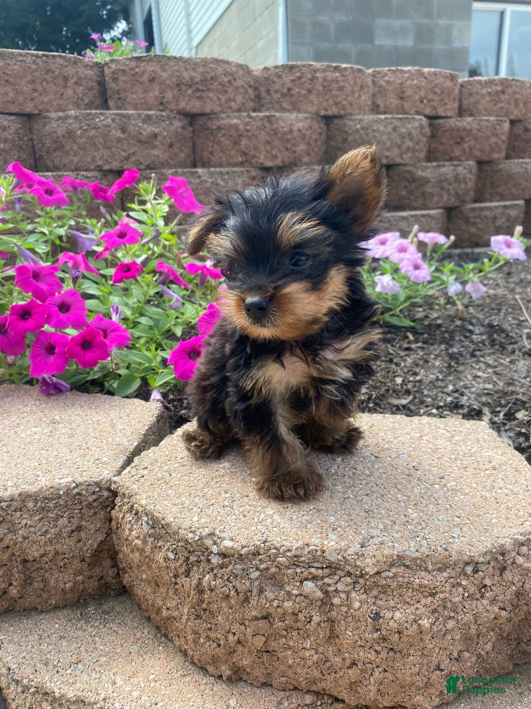 Yorkshire Terrier dogs for sale: Rebel - Image 6
