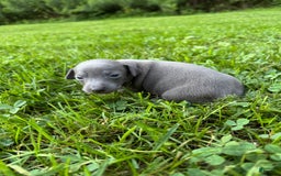 Italian Greyhound dogs for sale: Bobby - Image 4