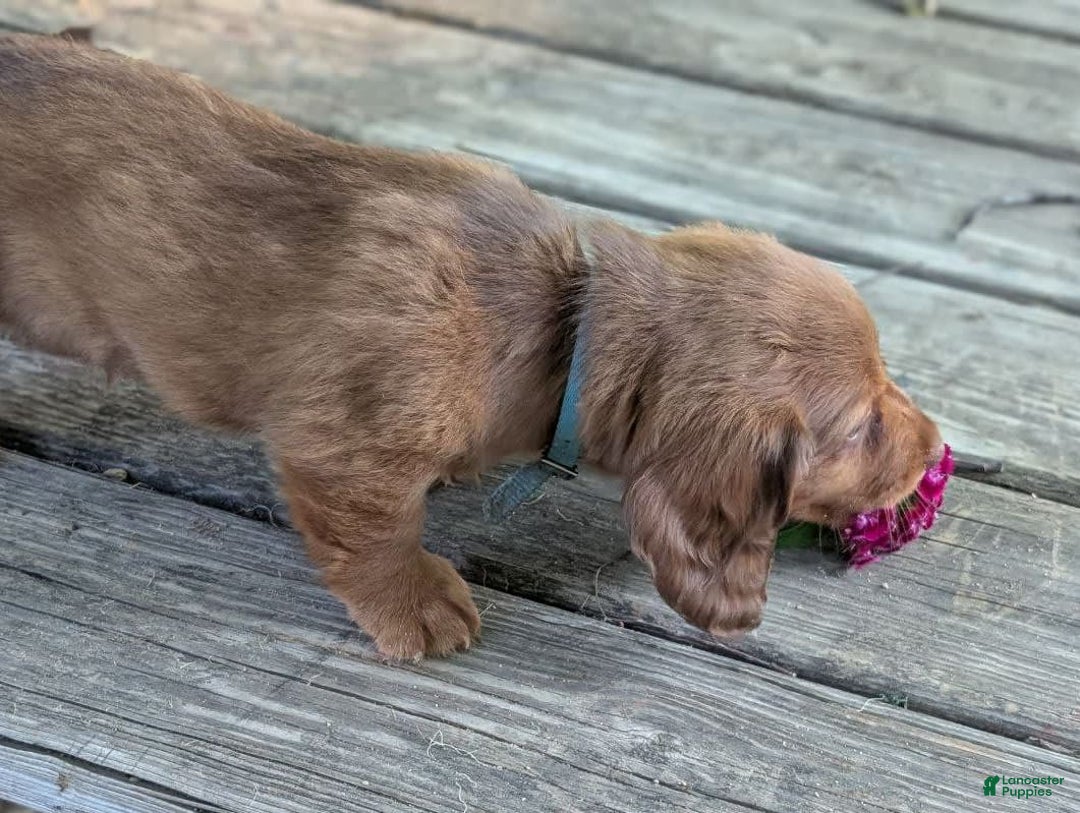 Dachshund dogs for sale: Otis - Image 11