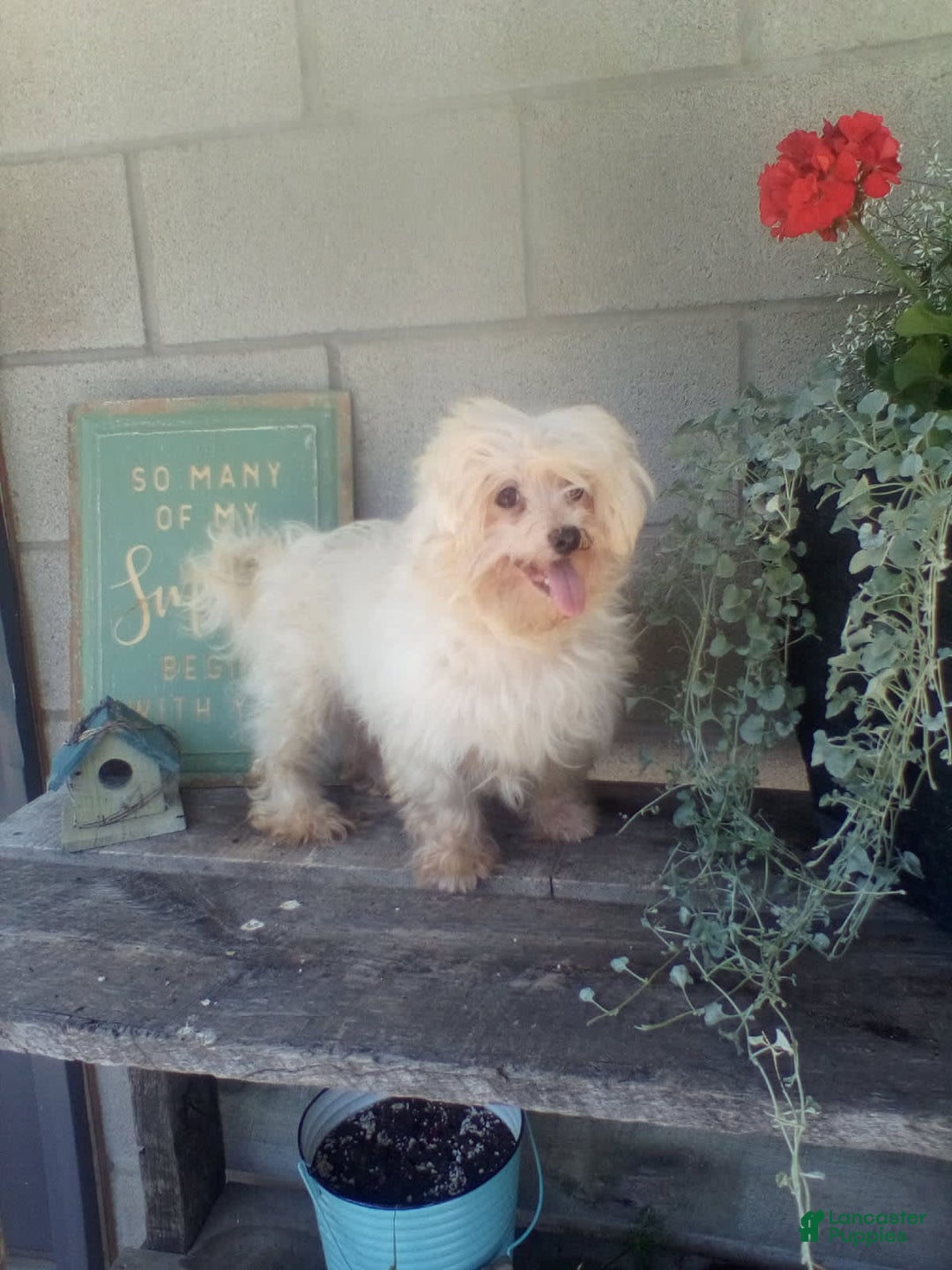 Maltipoo dogs for sale: Timmy - Image 8