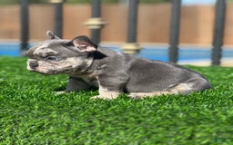 French Bulldog dogs for sale: Trizzle - Image 2
