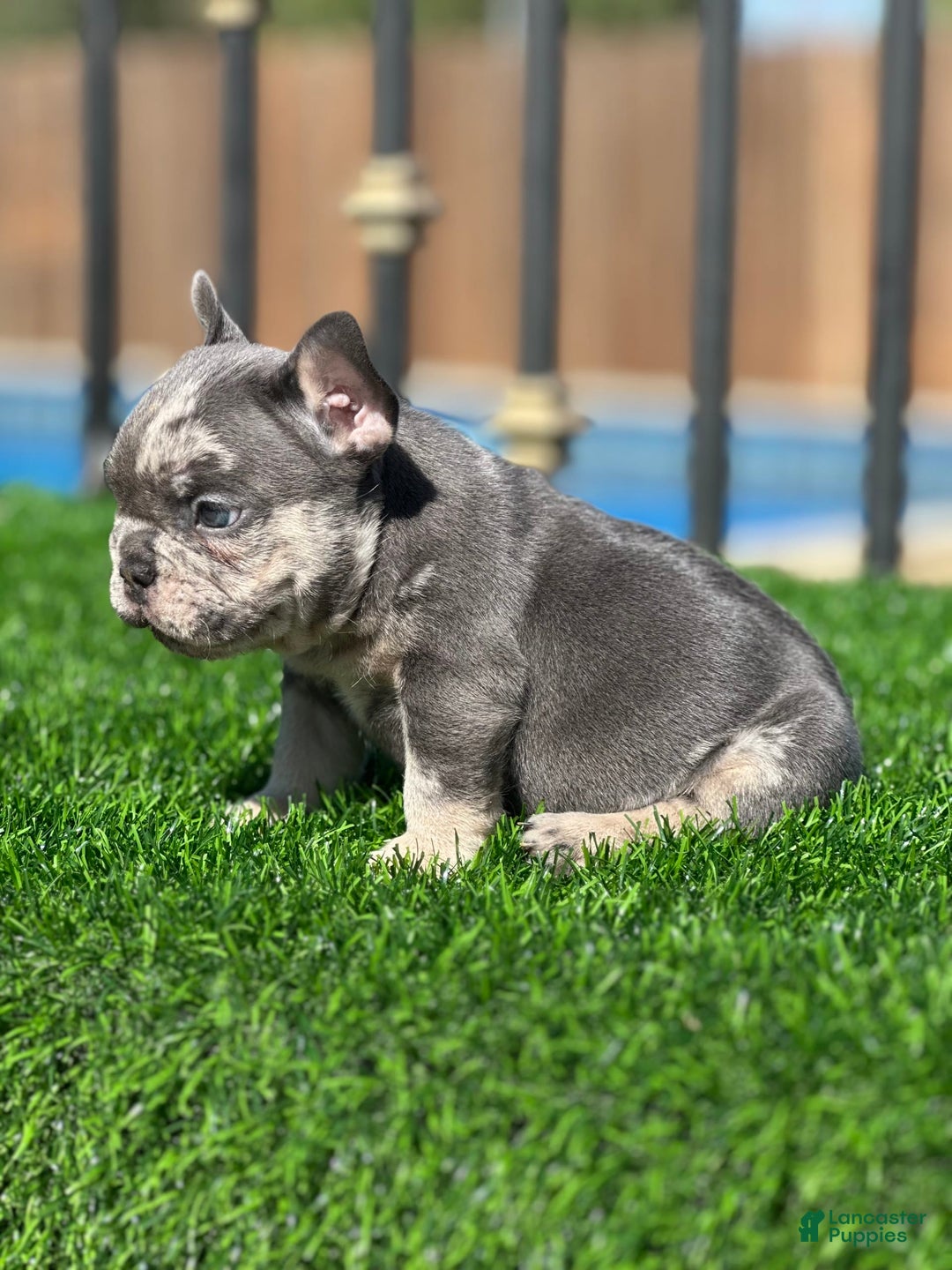French Bulldog dogs for sale: Trizzle - Image 2