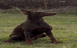 Doberman Pinscher dogs for sale: Milwaukee - Image 7