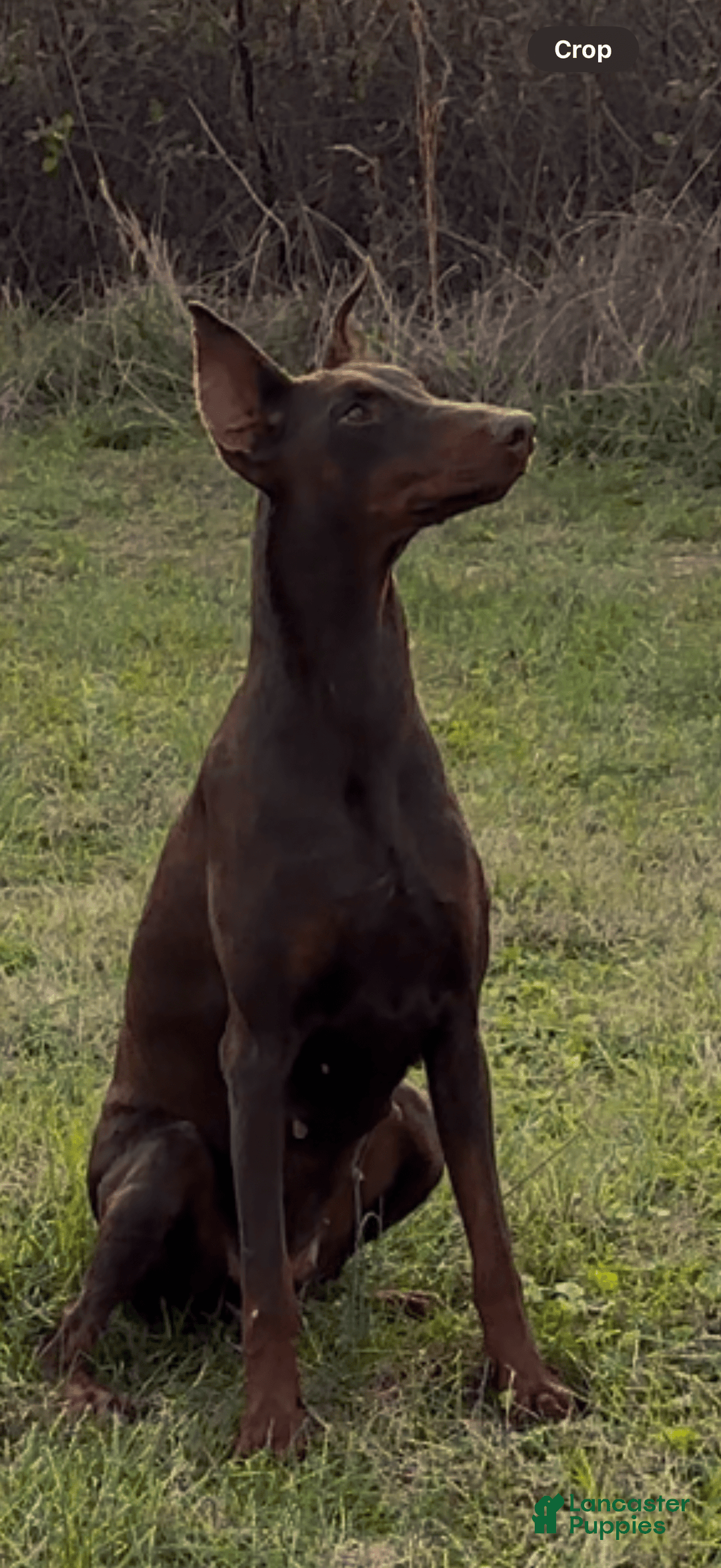 Doberman Pinscher dogs for sale: Milwaukee - Image 7