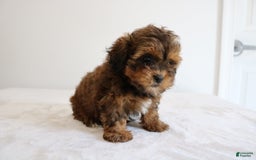 Shihpoo dogs for sale: Lady - Image 10