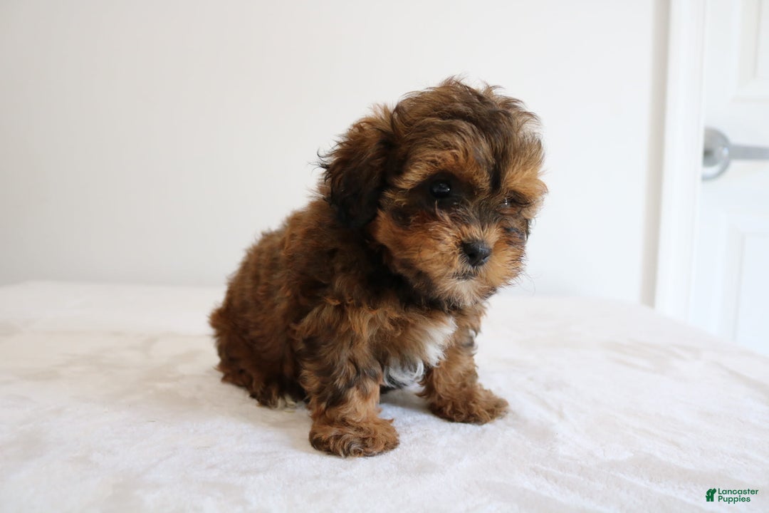 Shihpoo dogs for sale: Lady - Image 10