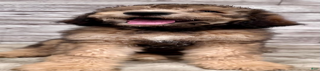 F1b Standard Bernedoodle