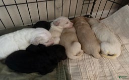 Goldendoodle dogs for sale: Littler 6 Pups! - Image 3