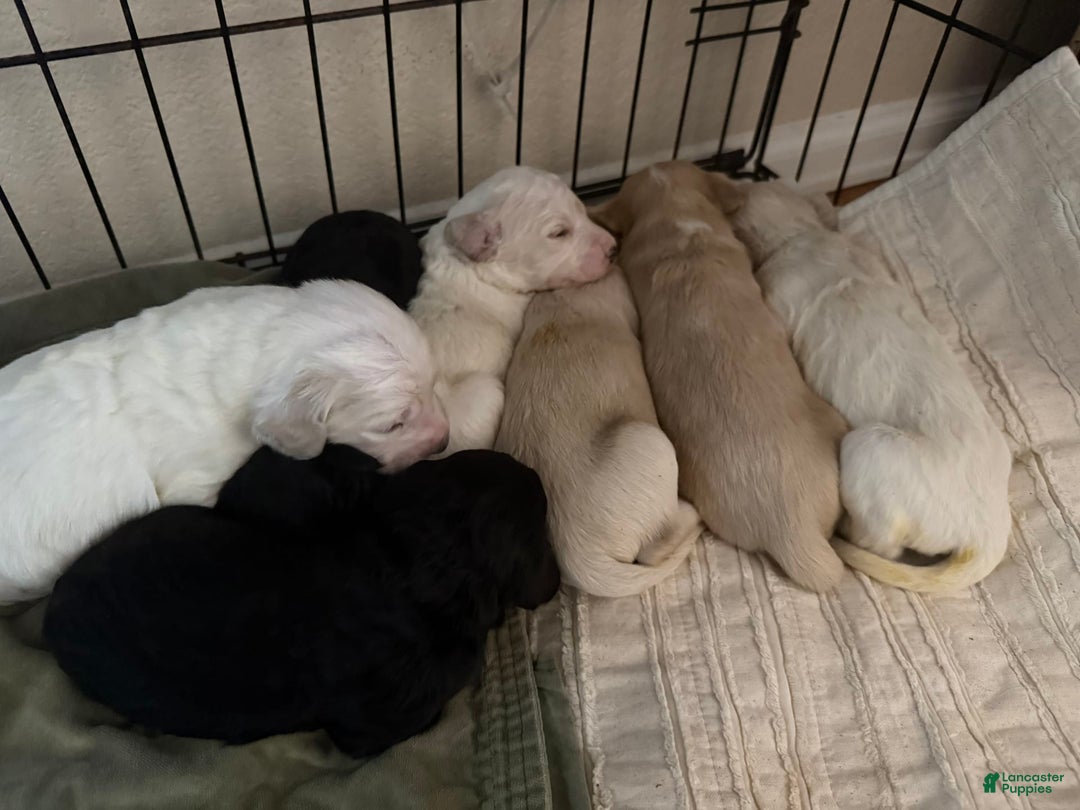 Goldendoodle dogs for sale: Littler 6 Pups! - Image 3