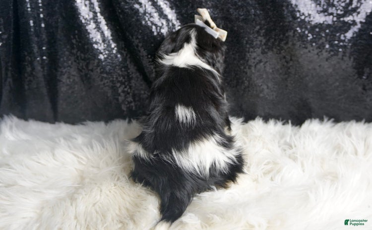 Cavalier King Charles Spaniel dogs for sale - Ad 5
