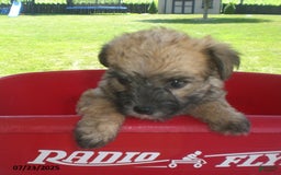 Yorkiepoo dogs for sale: Sally - Image 10