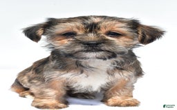 Morkie dogs for sale: Candy - Image 2