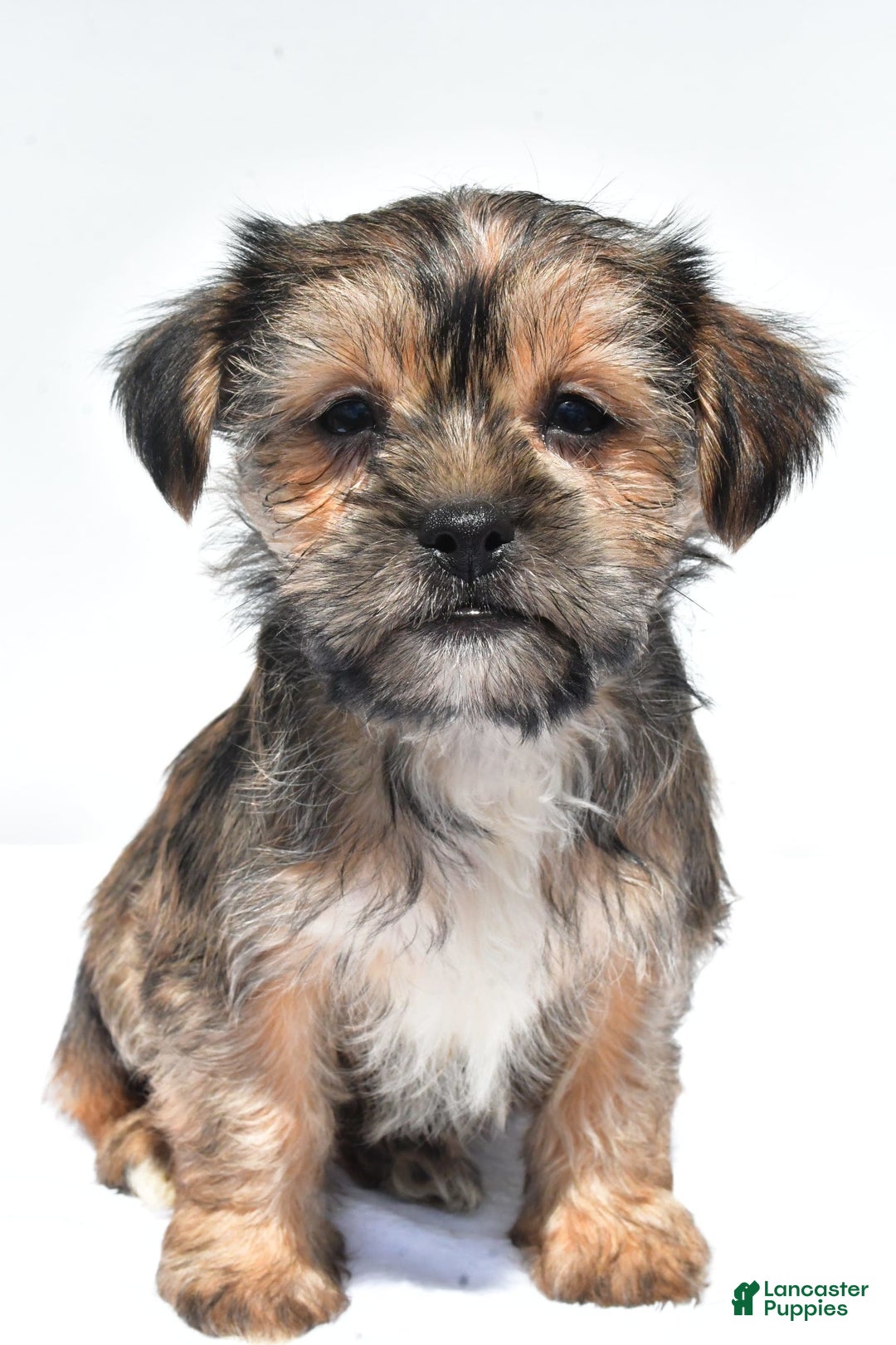 Morkie dogs for sale: Candy - Image 2