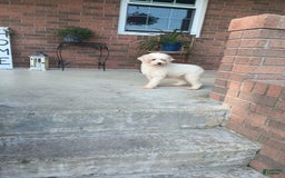 Miniature Poodle dogs for sale: Jethro - Image 7