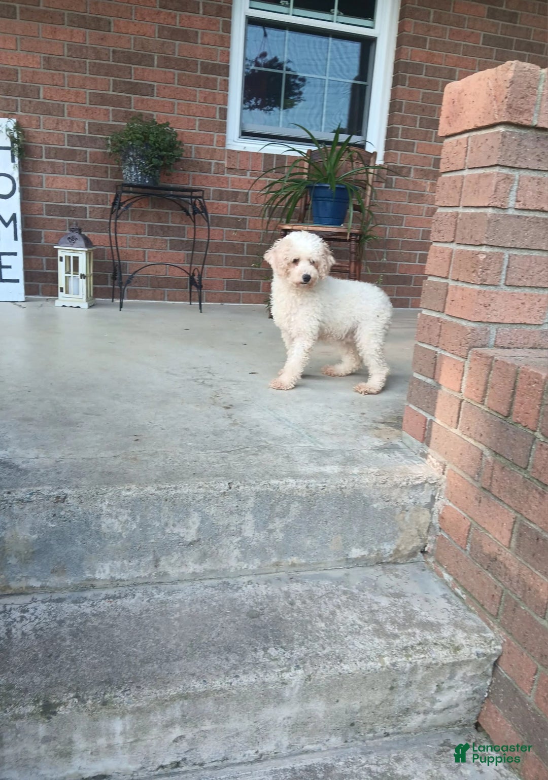 Miniature Poodle dogs for sale: Jethro - Image 7