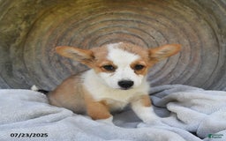 Welsh Corgi Pembroke dogs for sale: Rose - Image 17