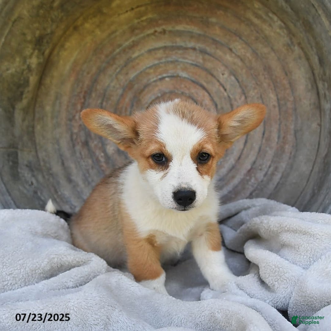 Welsh Corgi Pembroke dogs for sale: Rose - Image 17