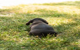 Miniature Dachshund dogs for sale: Maggie - Image 2
