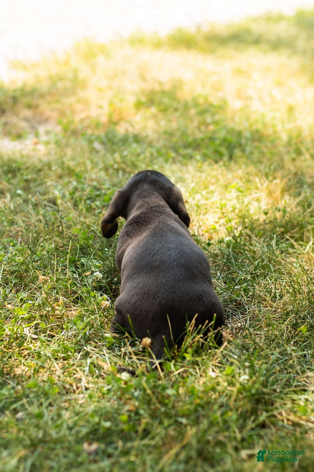 Miniature Dachshund dogs for sale: Maggie - Image 2