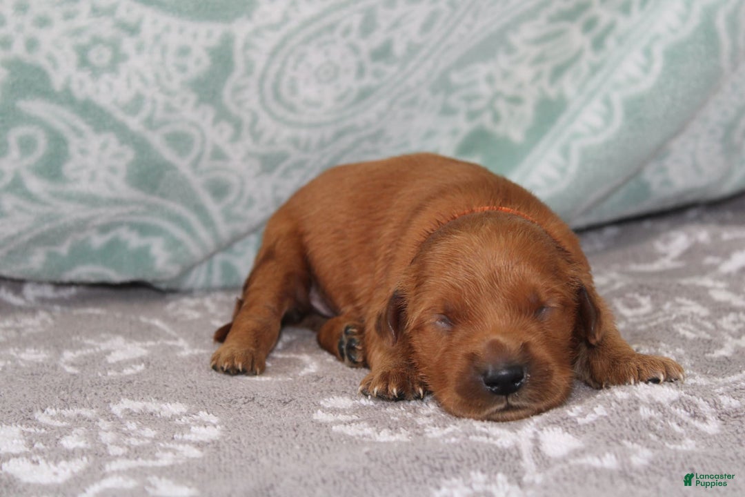 Golden Retriever dogs for sale: Robyn - Image 1