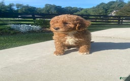 Mini Goldendoodle dogs for sale: Darla - Image 11