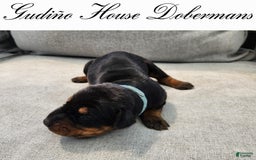 Doberman Pinscher dogs for sale: Blue Collar Female - Image 1