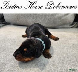 Blue Collar Female