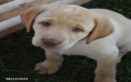 Labrador Retriever dogs for sale: Cherry Belle - Image 5