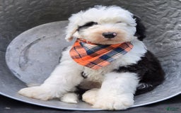 Sheepadoodle dogs for sale: Fido - Image 3