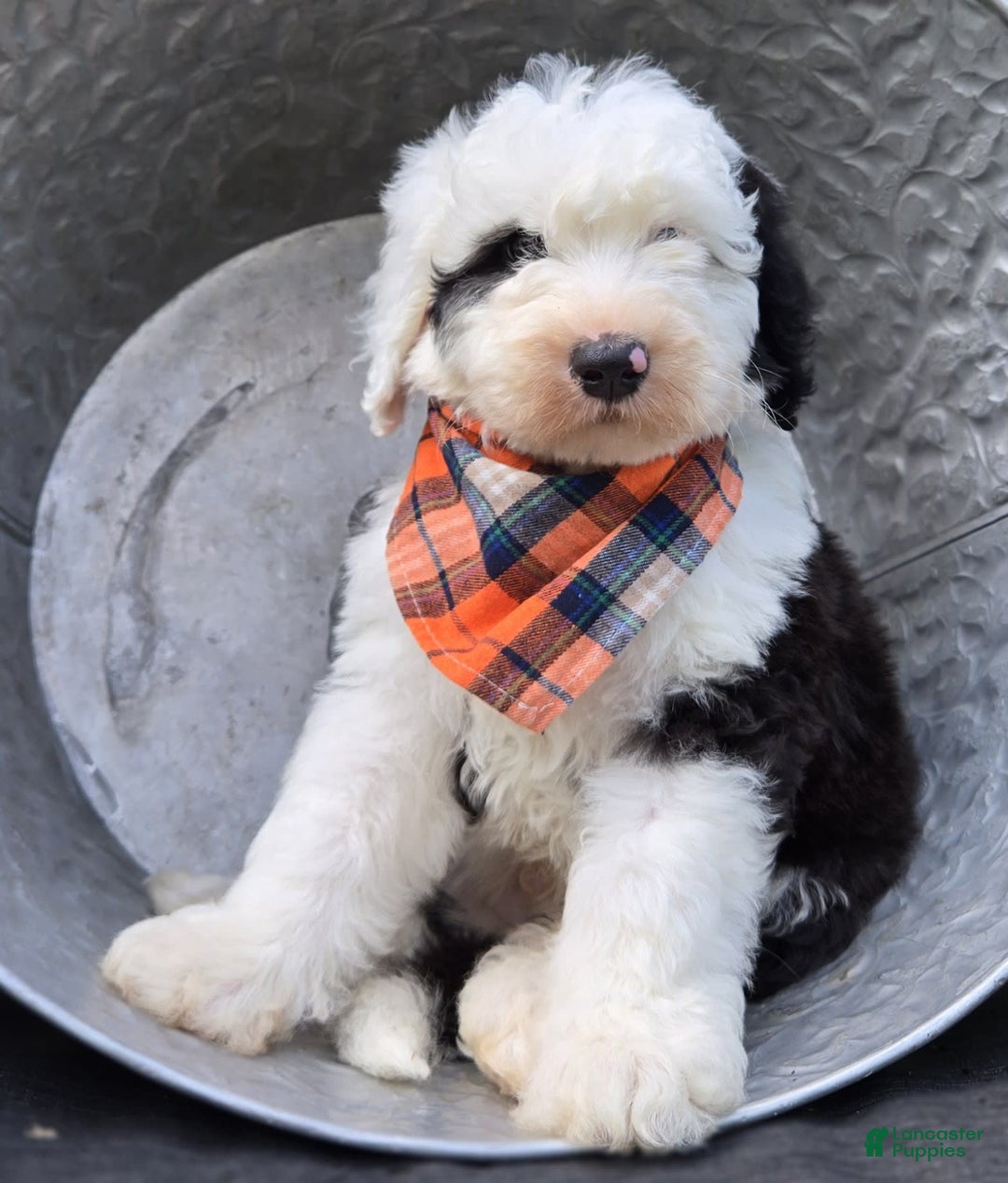 Sheepadoodle dogs for sale: Fido - Image 3