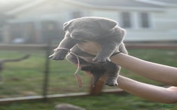 Labrador Retriever dogs for sale: Sammy - Image 4
