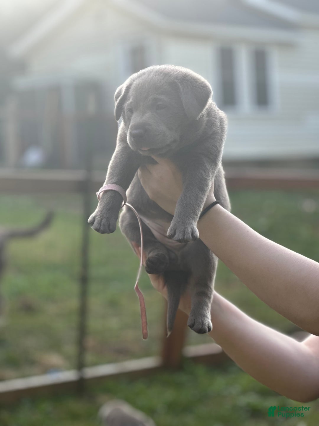 Labrador Retriever dogs for sale: Sammy - Image 4
