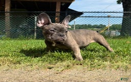 French Bulldog dogs for sale: Avery - Image 9