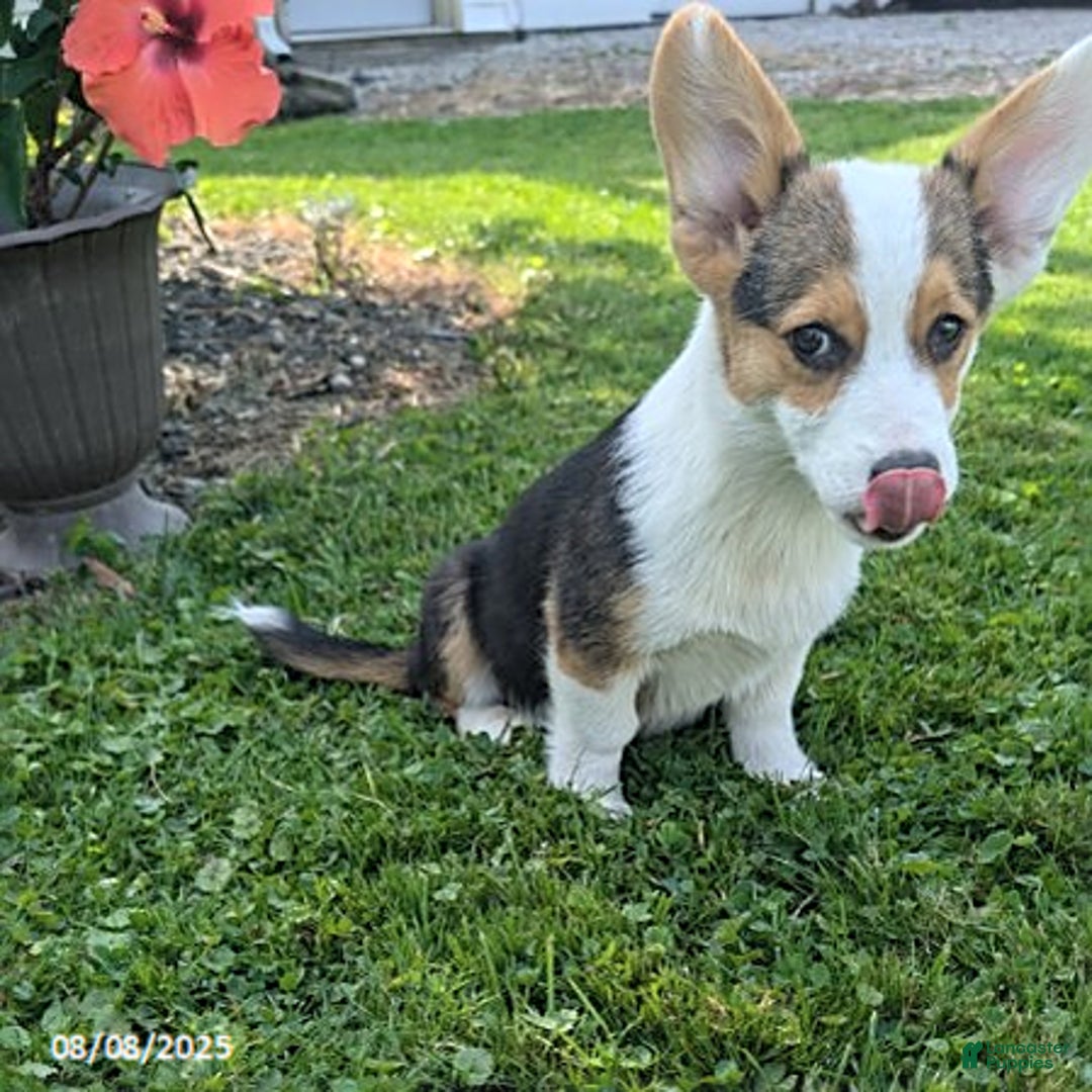 Welsh Corgi Pembroke dogs for sale: Cooper - Image 6